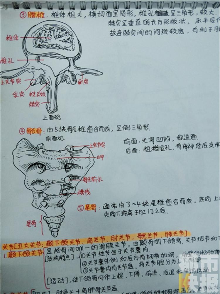 西安大二女生手绘解剖图笔记走红_高清图集_新浪网