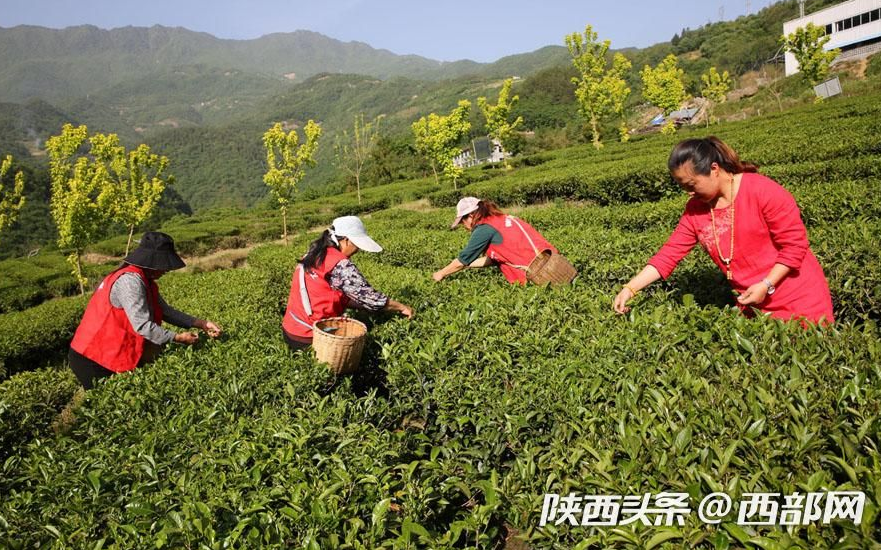 福鼎人口有多少_福鼎白茶品种有哪些(3)