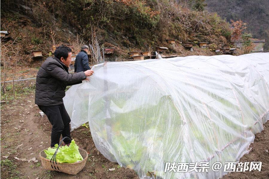镇坪县有多少人口_镇坪山村人家买一头猪过年 做成腊肉吃一年