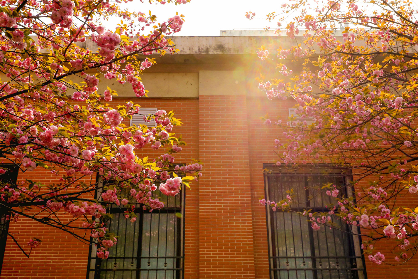 校園春景沒有最美只有更美