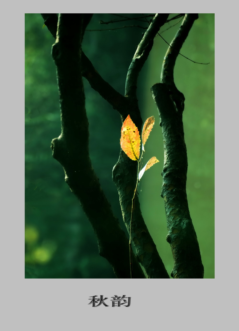秋韻