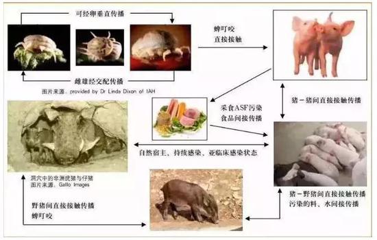 4非洲猪瘟的传播途径是什么？