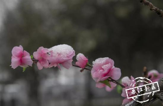 树上的花、地上的草