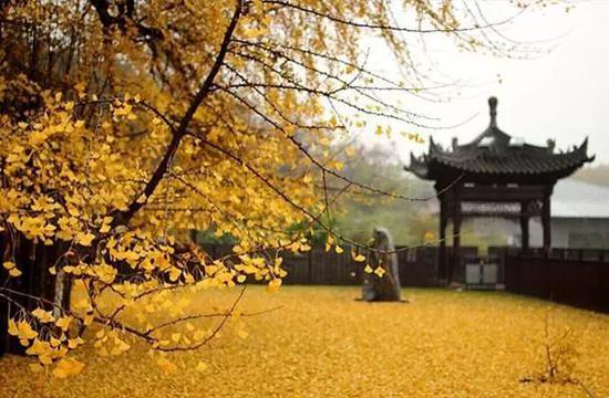片片金黄从天际飘落