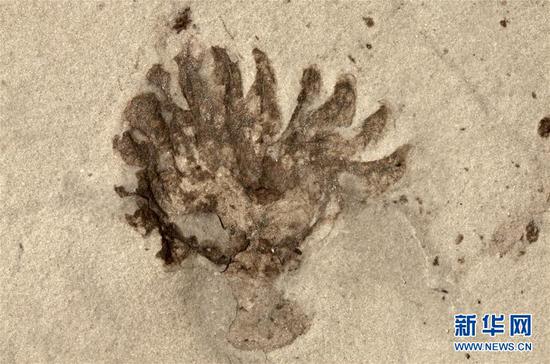 “清江生物群”中发现的新物种化石。新华社发(西北大学供图)