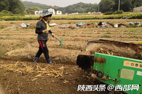 京东全球购溯源检查团检查了正官庄挖参、生产过程。