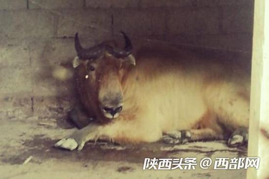 傷人羚牛已被控制。