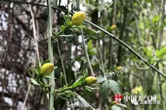 昨天湖北武汉转晴升温，迎春花含苞待放。（图/李雨谦）