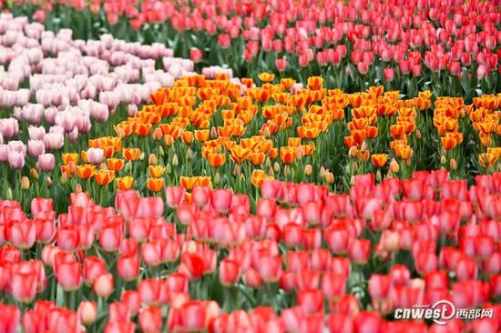 40萬株郁金香席卷西安植物園，生日當天免費入園。