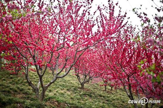 40萬株郁金香席卷西安植物園，生日當天免費入園。