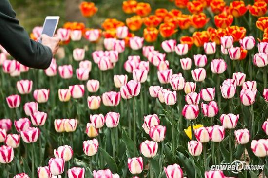40萬株郁金香席卷西安植物園，生日當天免費入園。