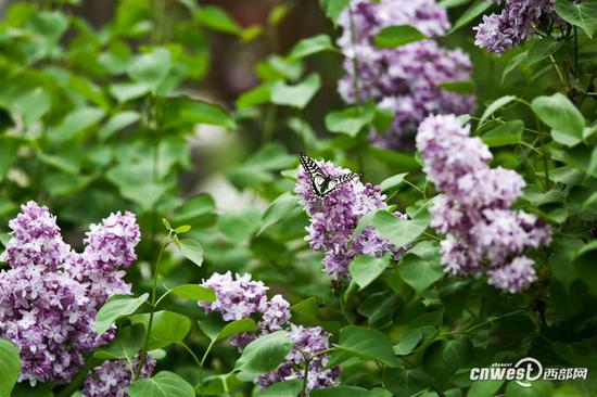 40萬株郁金香席卷西安植物園，生日當天免費入園。