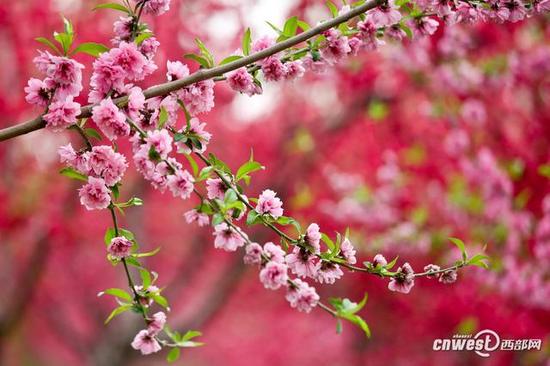 40萬株郁金香席卷西安植物園，生日當天免費入園。