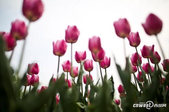 40萬株郁金香席卷西安植物園，生日當天免費入園。