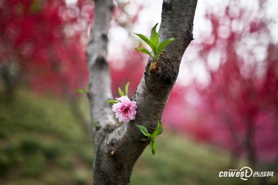 40萬株郁金香席卷西安植物園，生日當天免費入園。