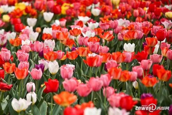 40萬株郁金香席卷西安植物園，生日當天免費入園。