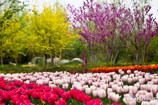 40万株郁金香席卷西安植物园，生日当天免费入园。