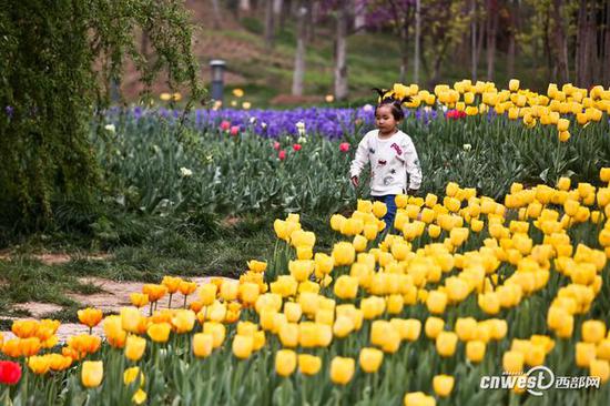40萬株郁金香席卷西安植物園，生日當天免費入園。