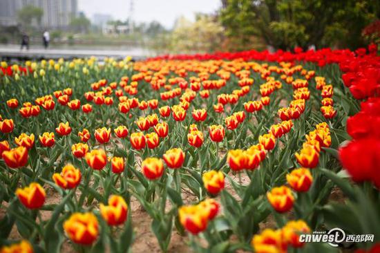 40萬株郁金香席卷西安植物園，生日當天免費入園。