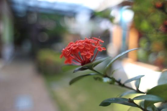 七里香花园民宿