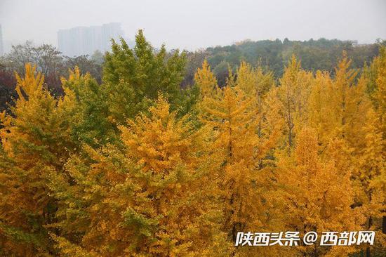 一片树林给了这个城市一片宁静，一片金色给了这个阴冷的日子一抹温暖。