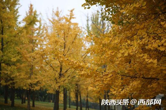 满树金黄,绚丽的令人欣喜,曼妙得像是一个童话世界。