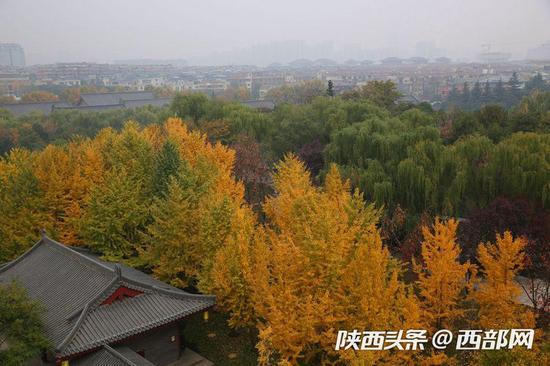 远处是灰色的天灰色的城,唯有这一片银杏林灿若晚霞。