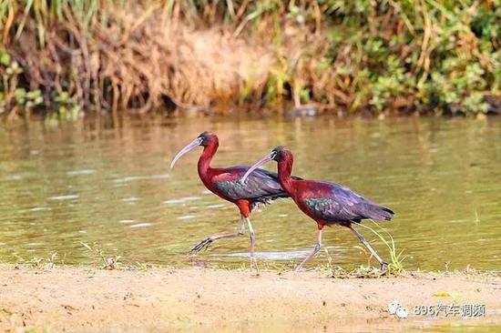 2只彩鹮出現了營巢模仿行為（求偶行為），是否能在本地繁殖尚需進一步觀察。