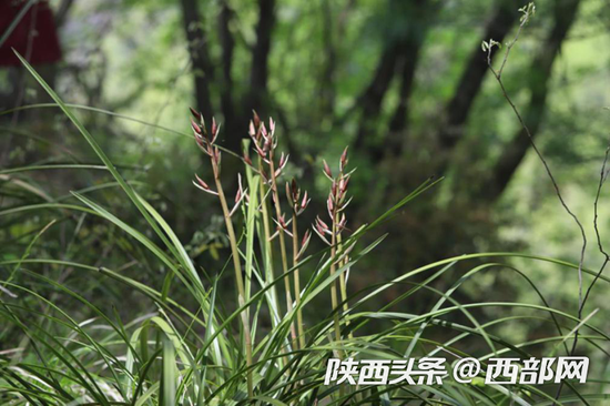 秦嶺國(guó)家植物園發(fā)現(xiàn)中國(guó)最北端野生蕙蘭種群