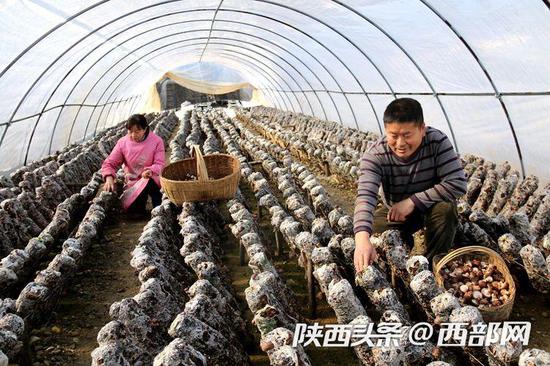 漢中市大力發展食用菌種植產業,帶動貧困戶增收。