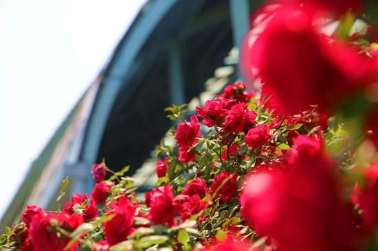 绿色环绕,鲜花相伴,西安会展新地标真靓!