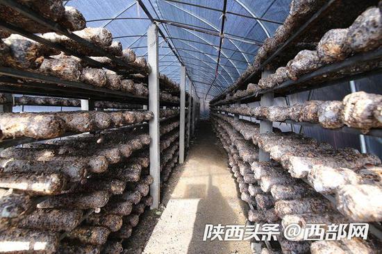 宜君县天河农业综合开发有限公司香菇种植基地