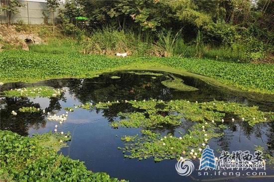 治理后的黑臭水体重现清流