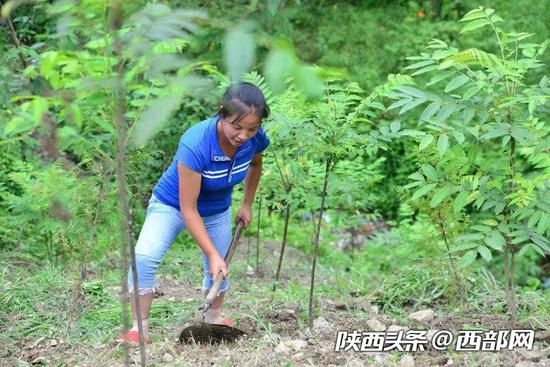 2018年夏天，陈金兰正在地里锄草。