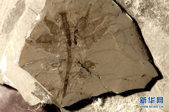 “清江生物群”中发现的叶足动物化石。新华社发(西北大学供图)