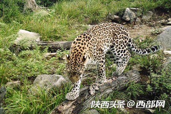  红外相机拍摄的秦岭野生金钱豹。