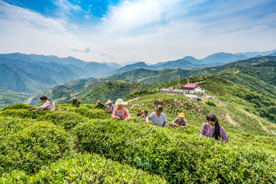 致富的青山——山阳莲花茶园 井商政摄
