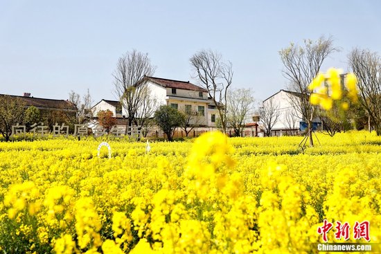 黑稻田项目