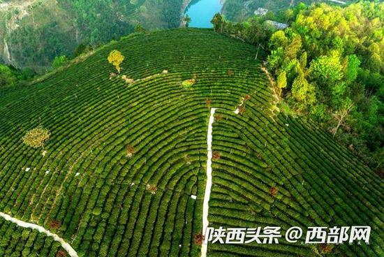 紫阳茶山鸟瞰图（局部）