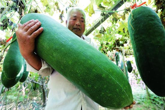 麻民利種的超大個冬瓜 本報記者陳飛波攝