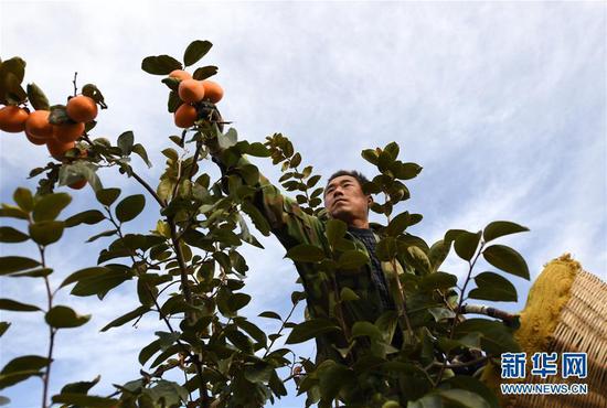 10月23日，陕西富平县曹村镇太白村村民在果园里收获柿子。新华社记者李一博摄