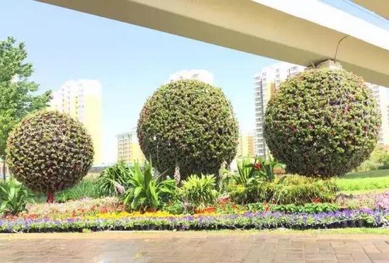 立体绿化不一般 这里让您感受绿色城市森林的