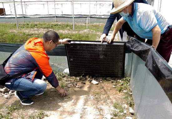 工人們在察看幼苗長勢。周澤華 攝