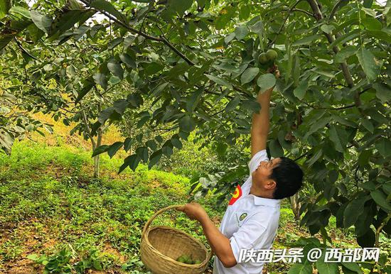 参加核桃采摘节的选手正在树上采摘核桃。