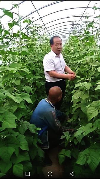 何村党支部书记史安民(右)指导菜农蔬菜种植。