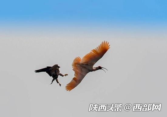 洋县湑水河上演“国宝大战” 。（邹义超拍摄）