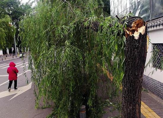 直径20多厘米的柳树被大风刮断 本报记者马昭摄