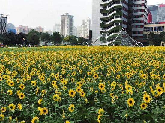 近日，在西安高新区，金黄色的向日葵给高楼大厦间注入朝气和活力。