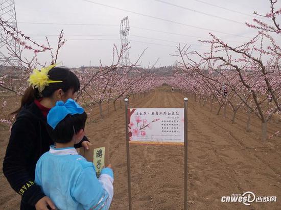 大荔县两宜镇近百中小学生,桃花源里诵经典。