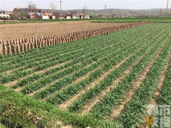 宋大媽說，她的韭菜都是今年開春之后的頭茬菜，特別鮮嫩。